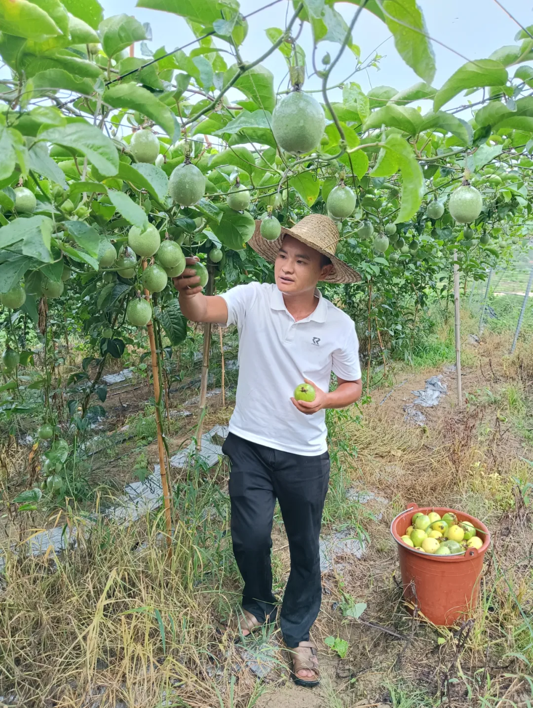 圖片