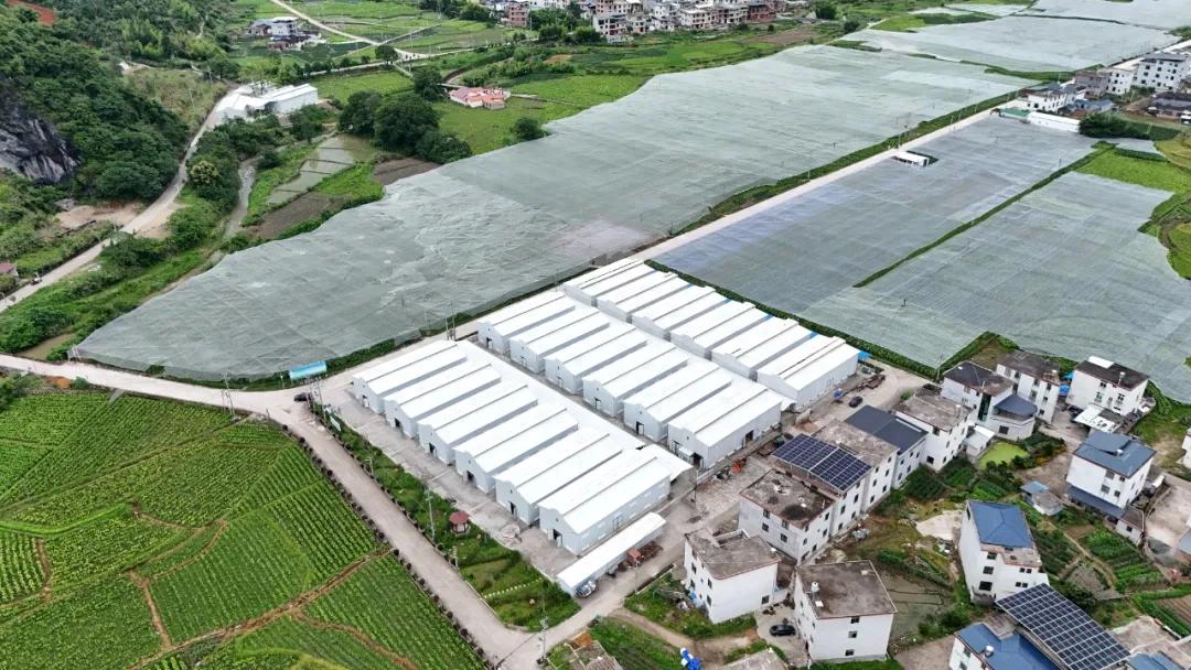 畝均收益突破5000元！連城羅坊雪茄煙葉撬動鄉村振興