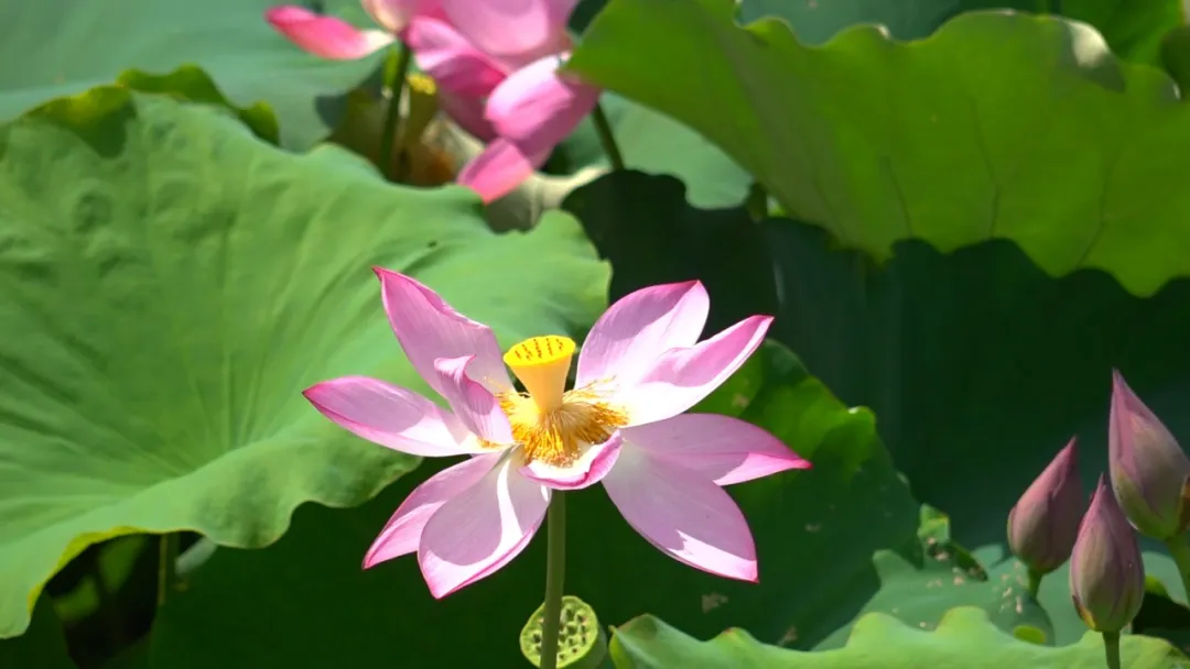 圖片