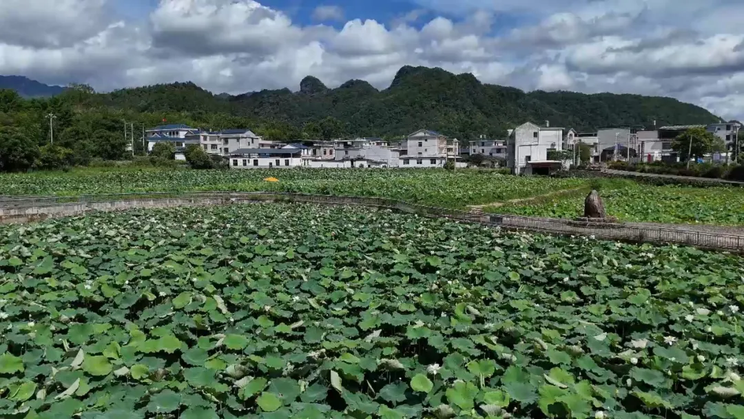 連城石豐村：荷花綻放引游人 扮靚鄉村振興路