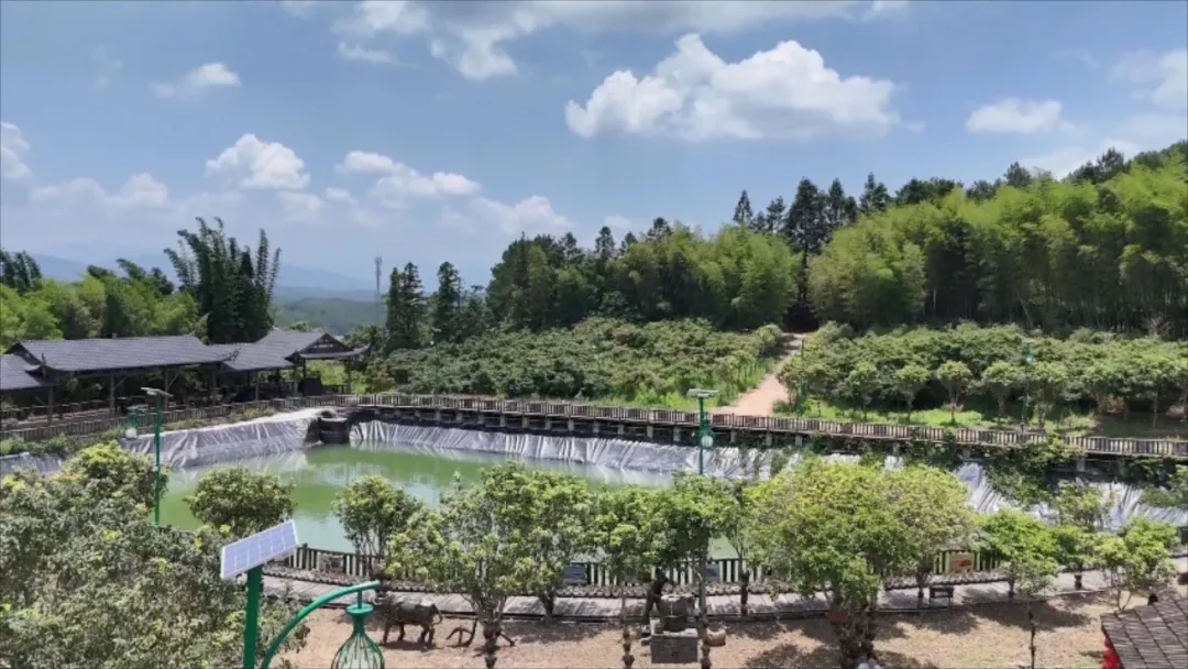聚力鄉村全面振興 | 連城：石斛花開滿山 采摘增收忙