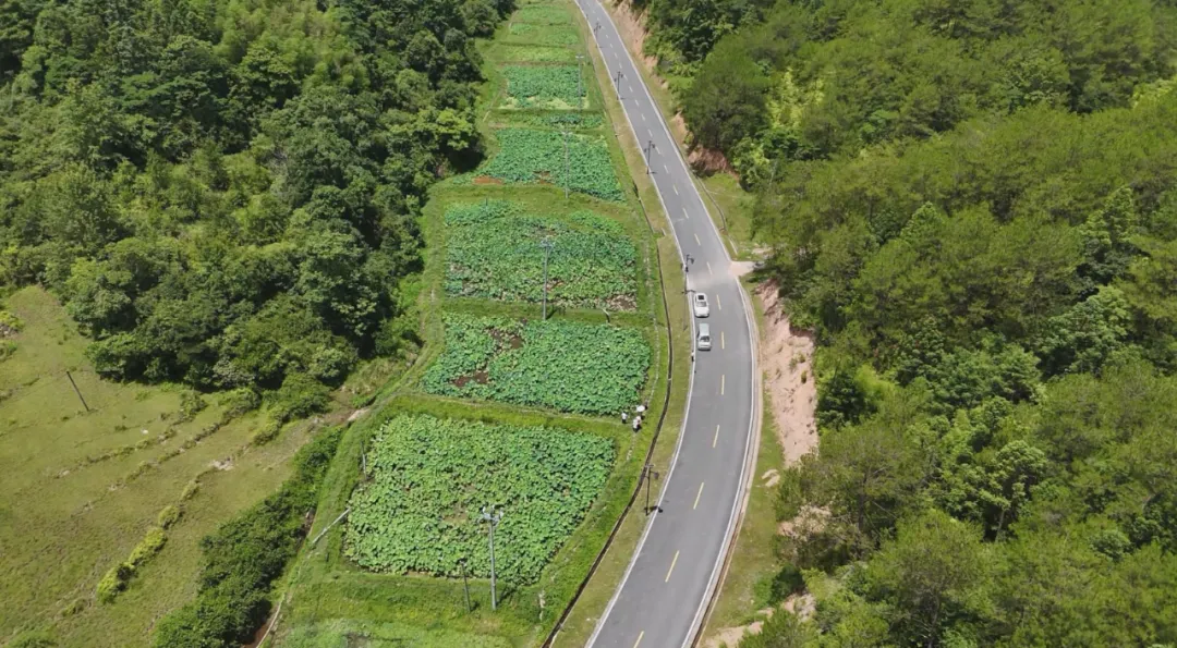 聚力鄉村全面振興 | 連城布地村：打造荷塘新業態 激活鄉村振興“一池春水”