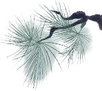 33.png