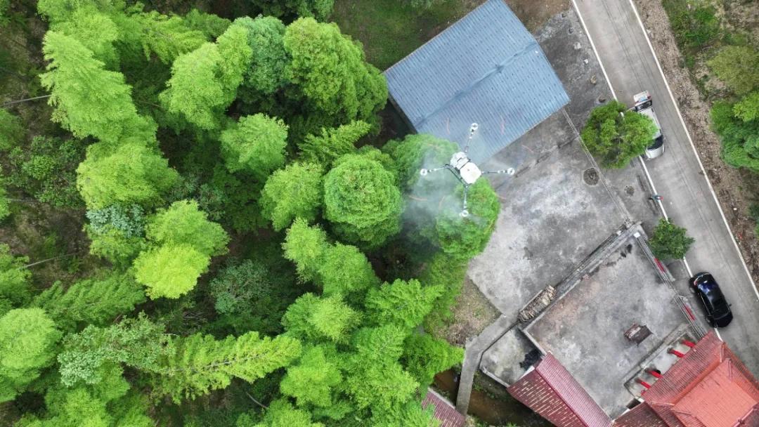 連城首次使用無人機為長苞鐵杉“治病”！科技賦能古樹保護