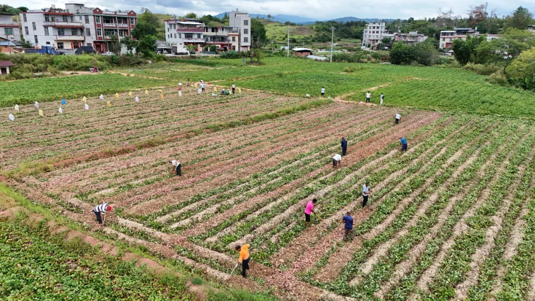 【中國農民豐收節】連城：豐收節里好“錢”景 “共富薯園”萬家樂