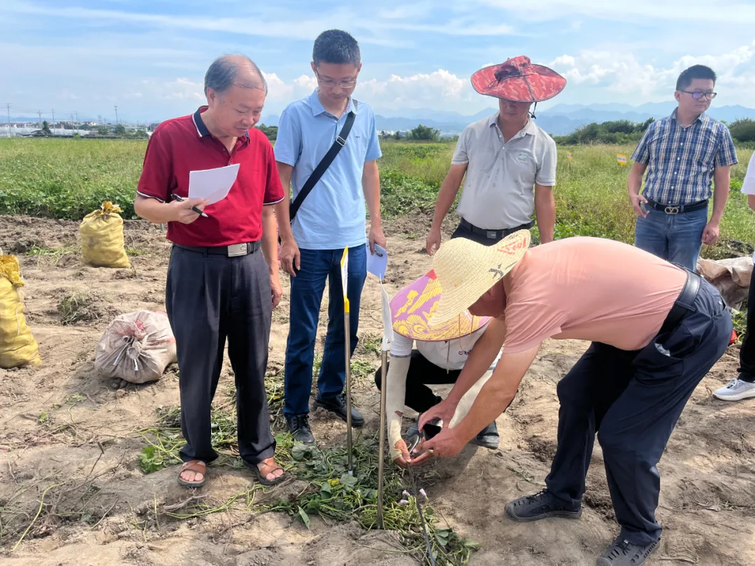 【創新創業創造冠豸】連城甘薯示范片測產：“濟薯26”有機肥種植增產超三成