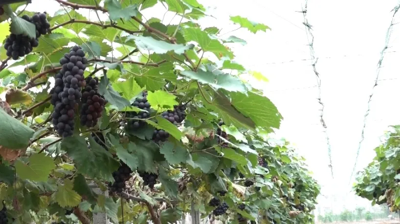 【扎實推進鄉村全面振興】揭樂：專家田間“把脈”助力葡萄二季果提質增效