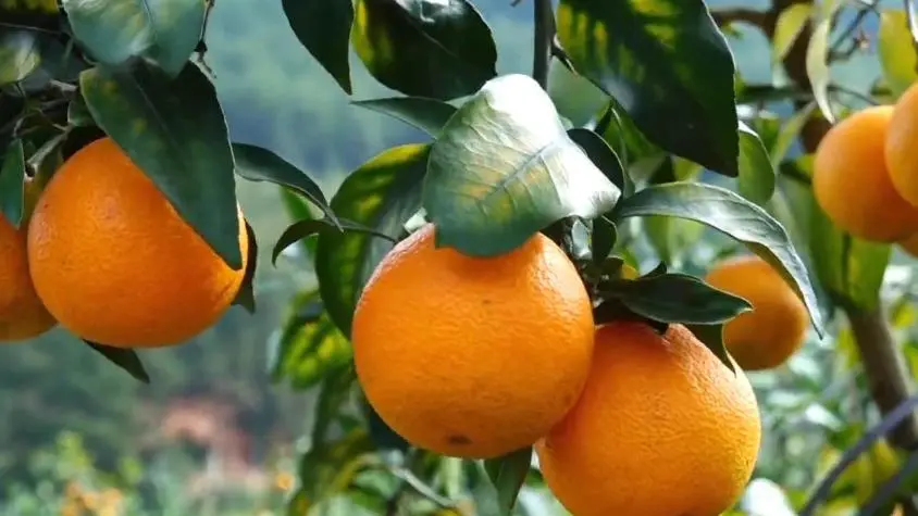 連城10萬斤果凍橙豐收‖甜蜜采摘周末速約→