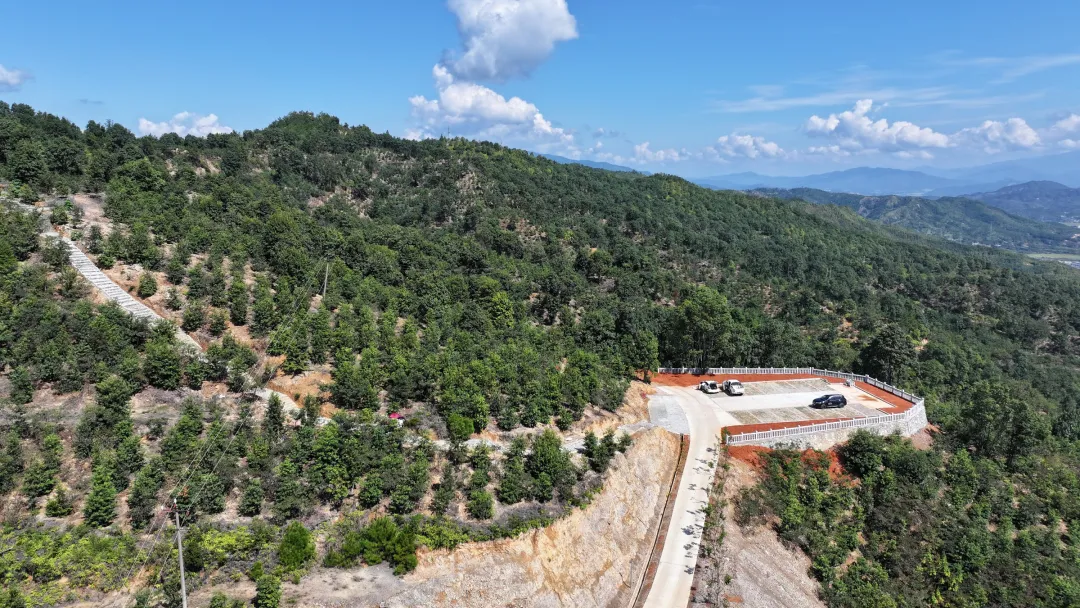 連城13萬畝松林蝶變闊葉混交林 “林分改造”書寫生態答卷