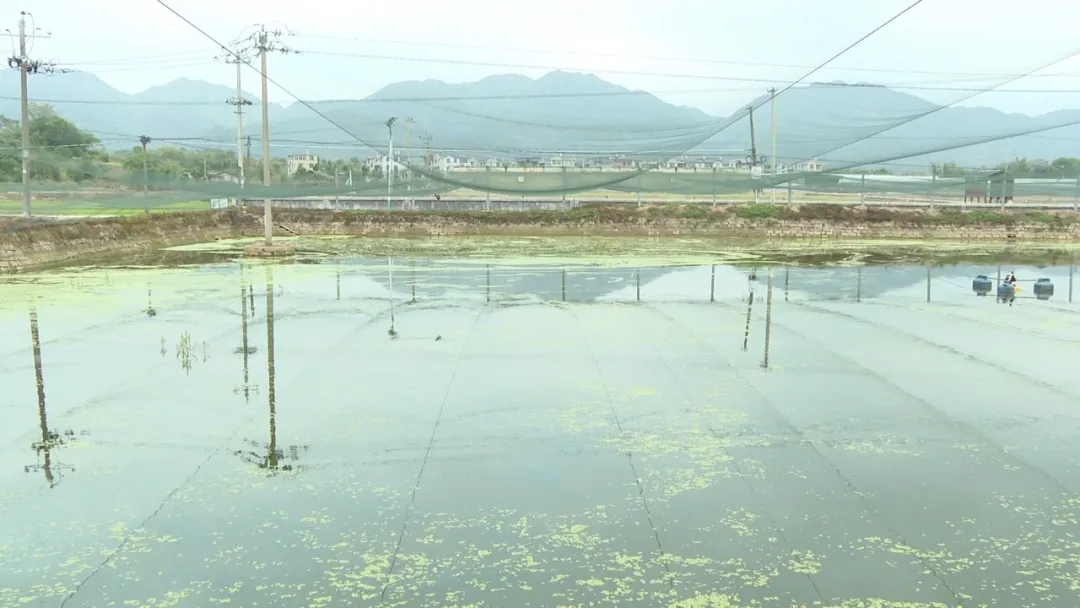 連城：“共富漁場”四維發(fā)力 繪就漁業(yè)富民新圖景