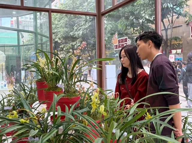 連城蘭花綻越秀 廣龍合作譜新篇——兩地以蘭為媒深化對口合作，共繪農(nóng)文旅經(jīng)濟(jì)發(fā)展新圖景