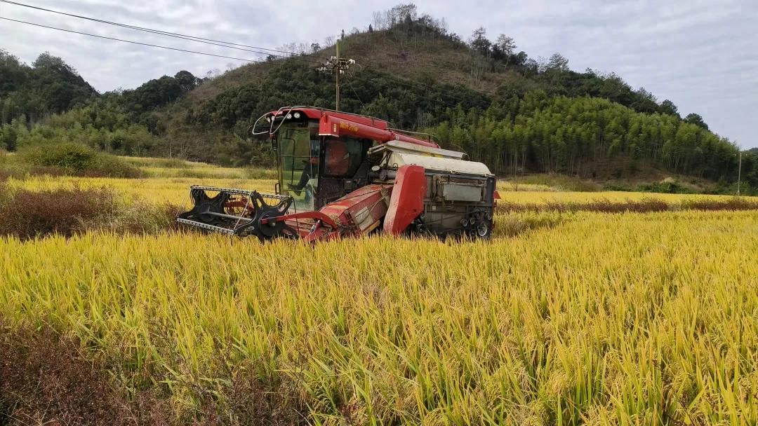 連城：農(nóng)機(jī)助力超10萬畝晚稻“豐收加速度”