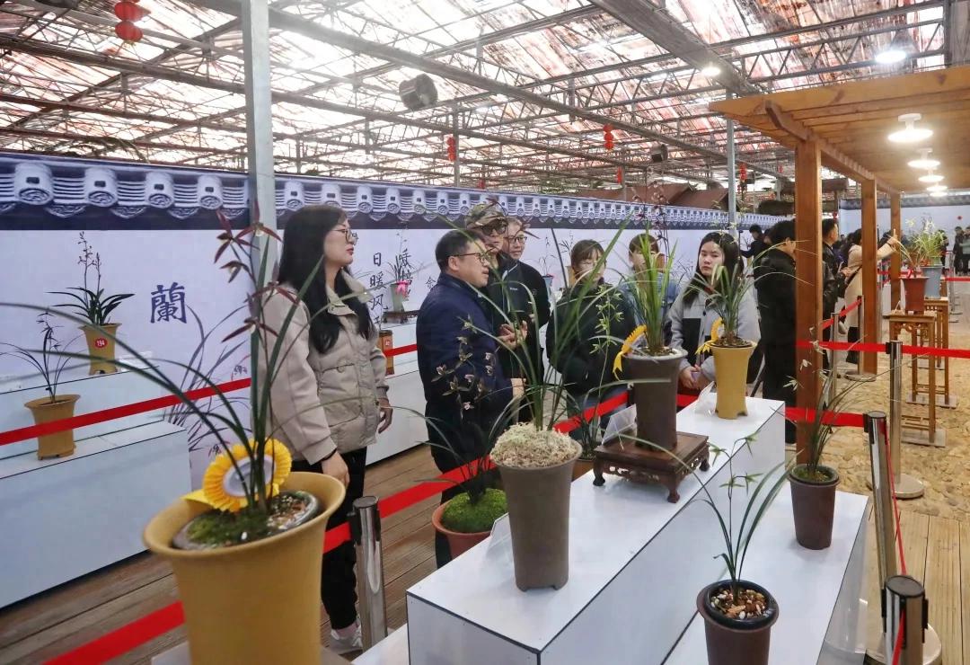紅土蘭韻競風流 國香傾城綻芳華！連城舉辦2025寒蘭節暨第八屆寒蘭精品展