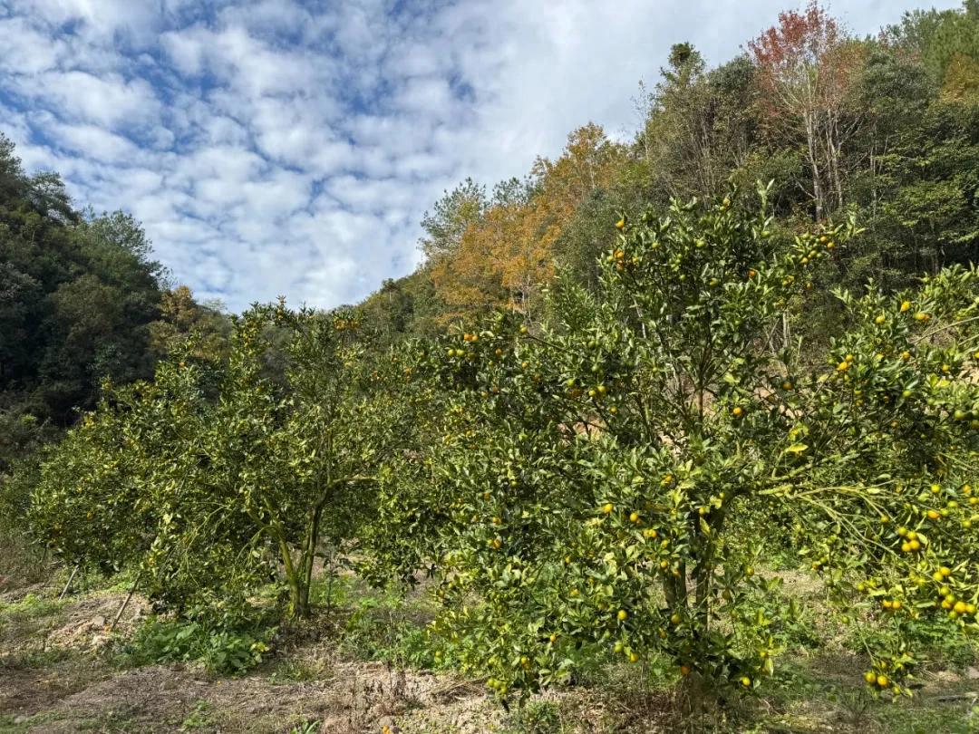 即刻出發(fā)！連城塘前2萬斤脆皮金桔等你摘！