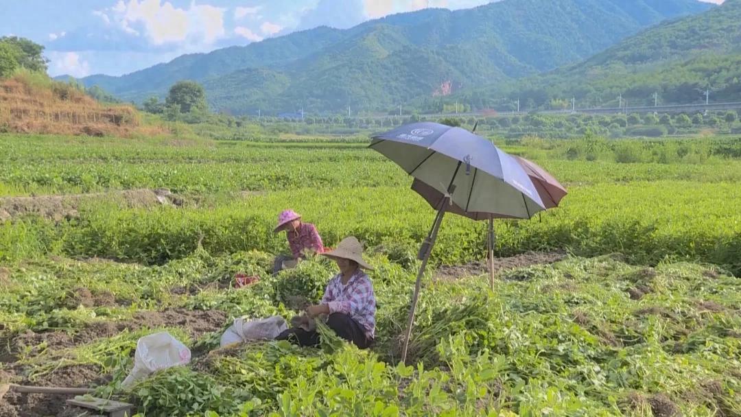連城文亨：“一村一品”結碩果 紅衣花生豐收助振興