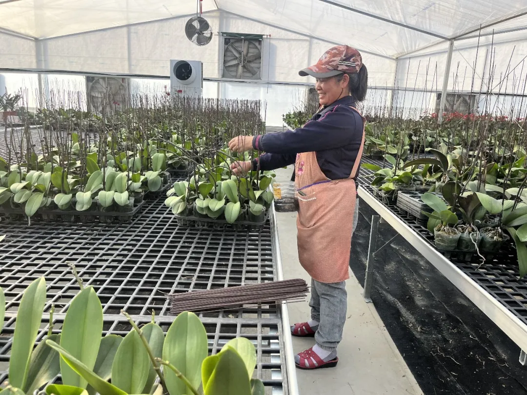 連城：搶“鮮”備貨年宵花 花香溢滿振興路